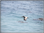 foto Costa del Big Sur